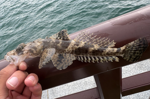 Flathead (Cymbacephalus nematophthalmus) — Platycephalidae — 2