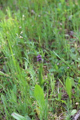 Anacamptis morio