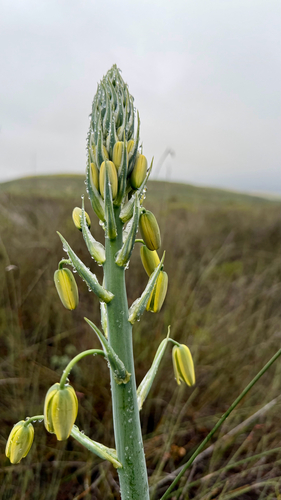 Albuca grandis