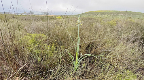 Albuca grandis
