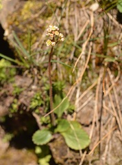 (c) Kerstin Reifenrath, some rights reserved (CC BY) Micranthes occidentalis, photograph (c) Kerstin Reifenrath, some rights reserved (CC BY)