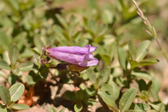 Penstemon ellipticus, photograph (c) Kerstin Reifenrath, some rights reserved (CC BY)