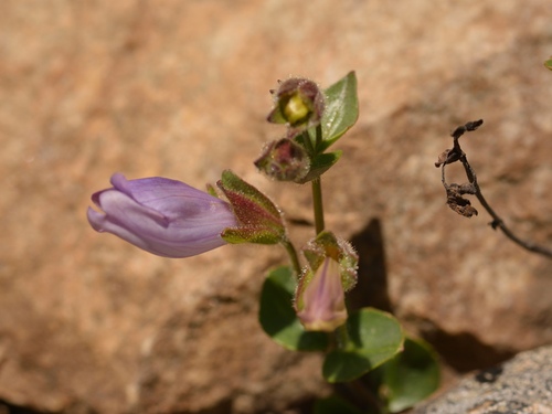 Penstemon ellipticus, photograph 6