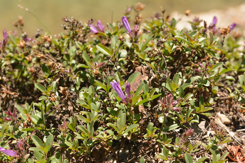 Penstemon ellipticus, photograph 4