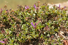 Penstemon ellipticus, photograph (c) Kerstin Reifenrath, some rights reserved (CC BY)