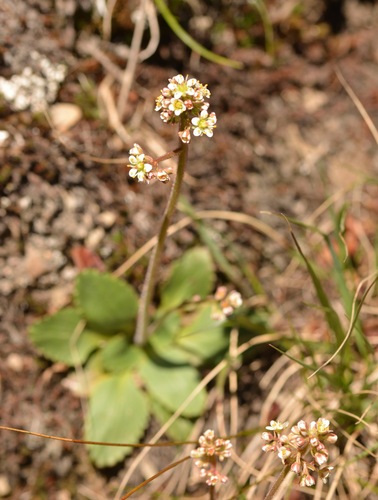 Micranthes occidentalis