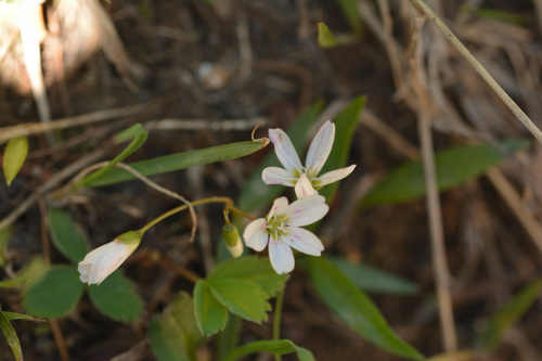 Claytonia lanceolata, photograph 1