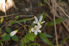 Claytonia lanceolata, photograph (c) Kerstin Reifenrath, some rights reserved (CC BY)