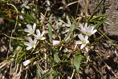Claytonia lanceolata