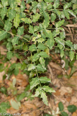 Berberis swaseyi