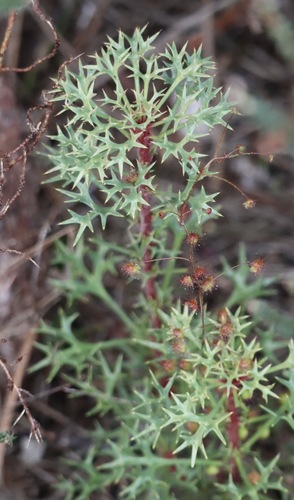 Horny Cone-bush