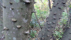 Zanthoxylum rhoifolium