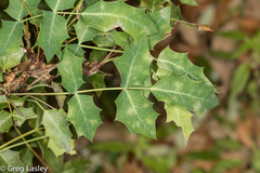 Berberis swaseyi