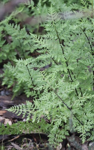 Rock Fern