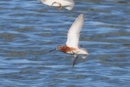 iNaturalist image