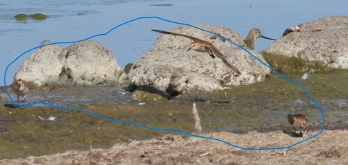 iNaturalist image