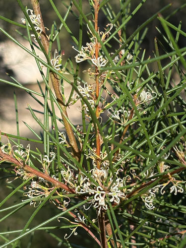 Hakea actites, photograph 2