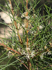 Hakea actites, photograph (c) Marilyn Connell, some rights reserved (CC BY)