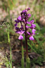 Anacamptis morio