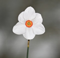 Narcissus poeticus