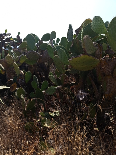 Indian fig opuntia