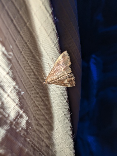 Chestnut Pyrausta photo 5