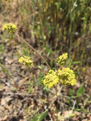 Lomatium californicum