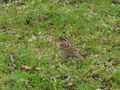 Zonotrichia albicollis