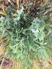 Lomatium californicum