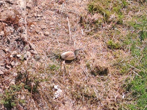 iNaturalist image