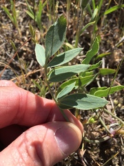 Lomatium californicum