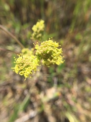 Lomatium californicum