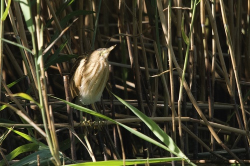 iNaturalist: (c) matyas_hlavacek, some rights reserved (CC BY-NC) iNaturalist image
