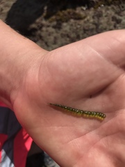 Chaetomorpha coliformis