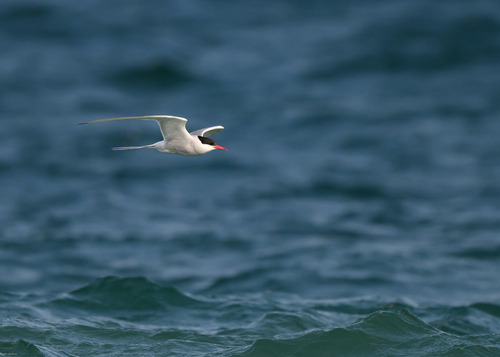 iNaturalist image