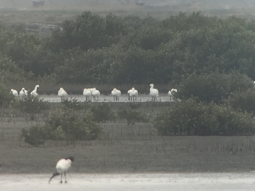 iNaturalist: (c) raincctv, some rights reserved (CC BY-NC) iNaturalist image