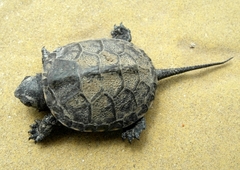 European Pond Turtle photo 5