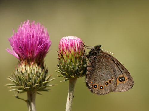 Woodland Ringlet, Osmangazi̇/Bursa, Türkiye, photo 6 of 10