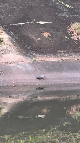 iNaturalist image