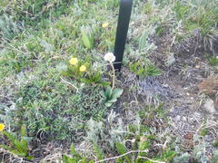 Micranthes rhomboidea