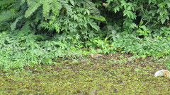 Hapalocrex flaviventer