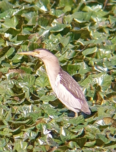 iNaturalist image