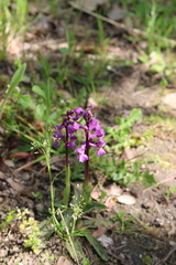 Anacamptis morio