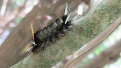 Halysidota ruscheweyhi