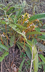 (c) Julia Moning, some rights reserved (CC BY) Maxillaria speciosa, photograph (c) Julia Moning, some rights reserved (CC BY)