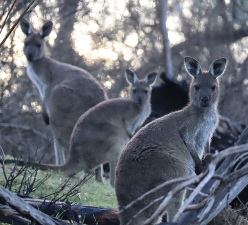 Western Grey Kangaroo