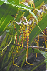 Maxillaria speciosa