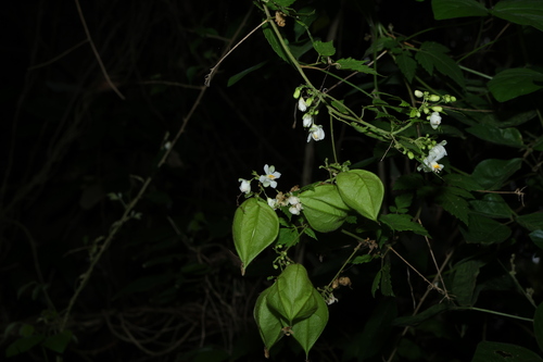 Cardiospermum grandiflorum, photograph 3