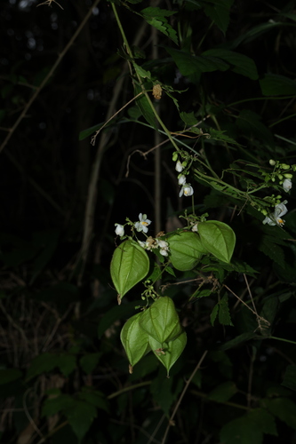 Cardiospermum grandiflorum, photograph 4