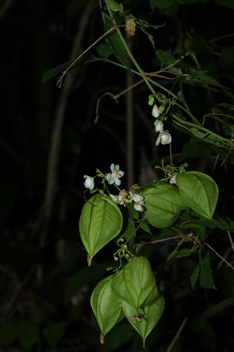 Cardiospermum grandiflorum, photograph 5